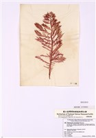 藏品(紅葉藻)的圖片